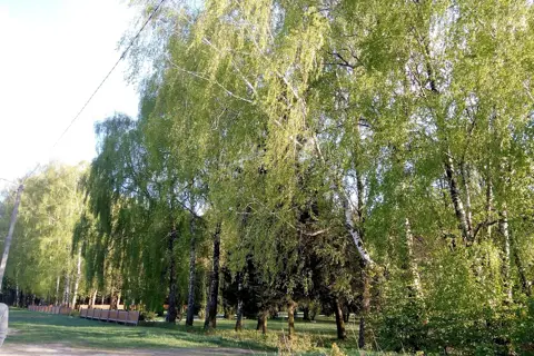 Ківерцівське лісове господарство Державне підприємство — фото 3
