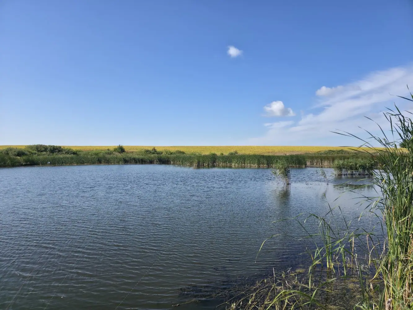 Рибалка Сінгури