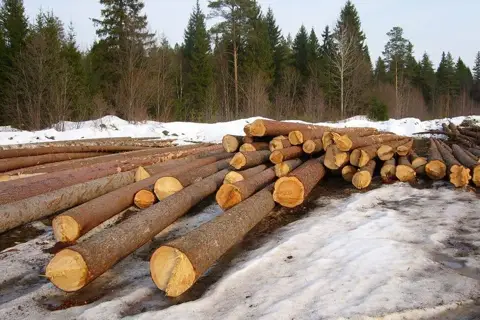 Лісове господарство гутянське дп