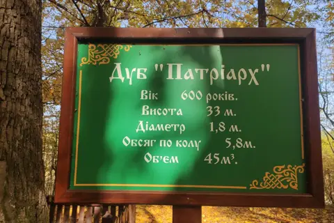Заповідні дуби — фото 6