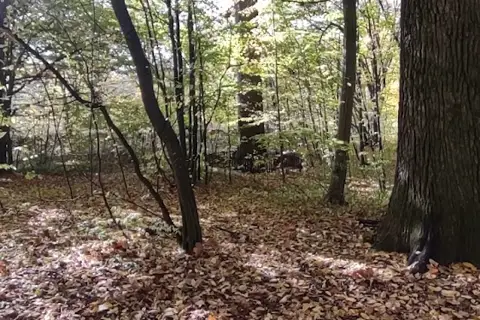 Заповідні дуби — фото 8
