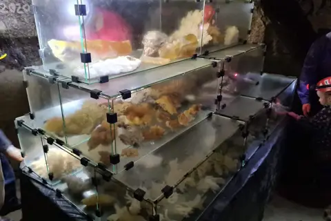 Печера Оптимістична — фото 6