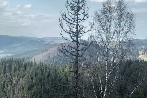гора Камінь / Шугаїв Ґорґан / Ґорґан Гундяківський (1076,7 м.) — фото 8