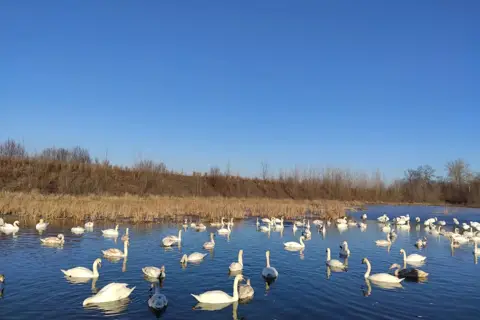 Лебединные озера.