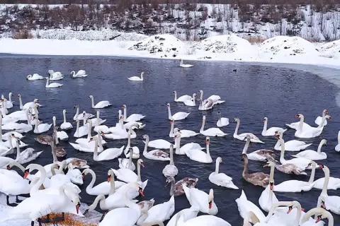 Лебединные озера. — фото 3