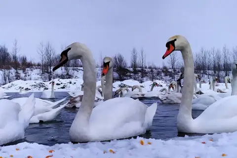 Лебединные озера. — фото 4