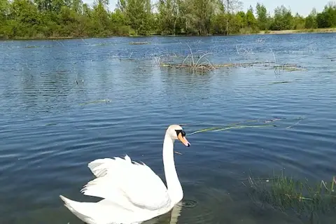 Лебединные озера. — фото 8